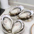 Fresh-Frozen Raw Oysters On Shell